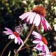 Echinacea Energy Online Hot Sale