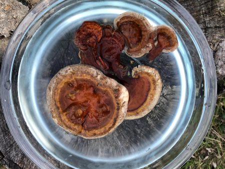 Reishi Mushroom Supply