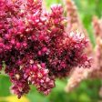 Regal Amaranth ~ RA Cheap